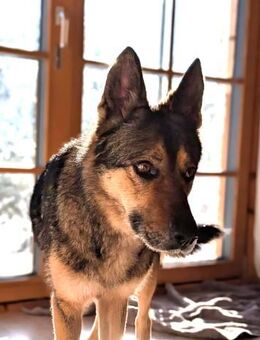 Super liebe, treue Kira bei München! - Schäftlarn