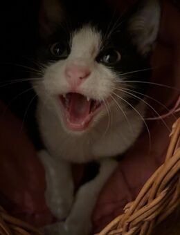 Katze - Eschweiler Zentrum