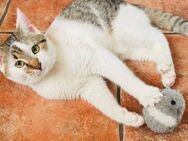 Mika: Gute-Laune-Kater sucht Familie - München