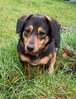 Lina kleine Kämpferin sucht ihre Mensche - Großefehn