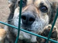 Ängstliche BELLA sucht Zuhause! - Neuberg