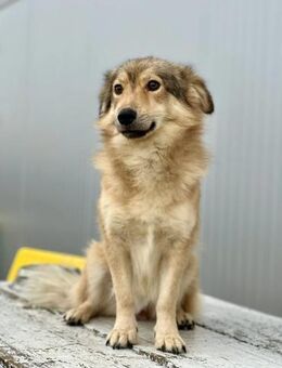 Mogli - Sanfter Rüde sucht Zuhause - Berlin