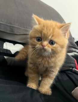 Perser Britisch Kurzhaar Kitten Abgabe ab der 12. Woche - Duisburg