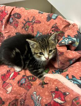 Kitten, Kätzchen, Kater suchen ein Zuhause - Verl