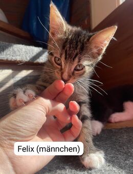 Hauskitten suchen neues zuhause - Hechthausen
