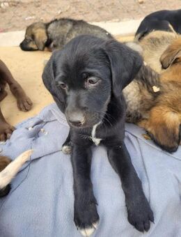 Dahlia hätte kaum eine Chance gehabt - Wöllstadt