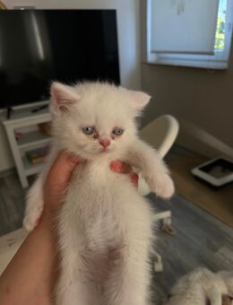 🐾 Wunderschöne Perser Kätzchen mit besonderem Charme suchen ein liebevolles Zuhause 🐾 - Halver Zentrum