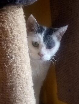 KITTY braucht Zuhause - Gefrees