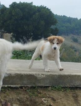 Elsa💚💚💚sucht Für-immer-Zuhause - Bad Karlshafen