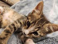 Main Coon Mix Kitten - Neuruppin