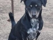 Armani♥️ Junghund sucht sein Menschen 🙏 - München