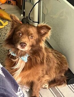 🦋 Timon 2-jähriger Schokobrauner Kleins - Kassel