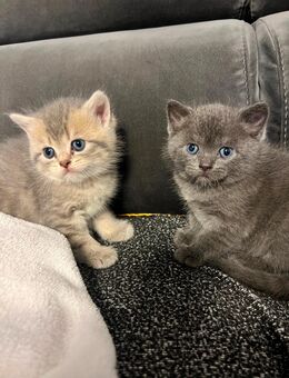 Bkh kitten - Rottweil