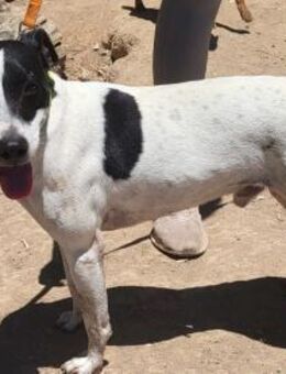 Golfo verspielter Bodeguero 05/19 ESP - Ruppertsecken