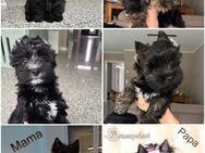 Yorkshire Terrier Welpen - Bad Schwalbach Zentrum