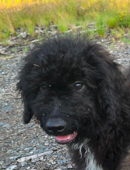 Goldendoodle medium Rüde sucht wieder ein neues Zuhause - Waldmünchen