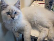 Weibliches Ragdoll-Kätzchen - Hennef (Sieg)