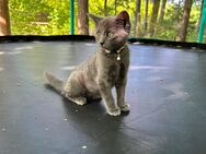 Kitte Benji männlich - Hähnichen