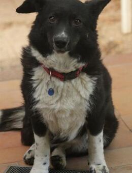 MOLLY - 37 cm kompakte Lebensfreude! - Augsburg