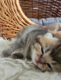 BKH Kitten mit Stammbaum - Rheinzabern