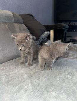 Süße BKH Kitten abgabe bereit - Brühl (Nordrhein-Westfalen)