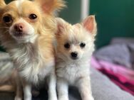 Pomchi Hündin Creme mit weiß sucht Traumzuhause - Diepholz Zentrum