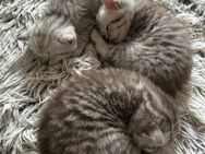 3 Katzen Babys zum Verkauf - Berlin Neukölln