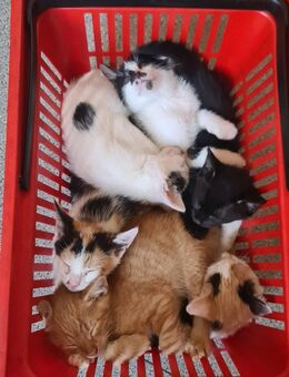 EKH...Rote Kater und Bunte Glückskatzen suchen Dich/Euch - Uebigau-Wahrenbrück