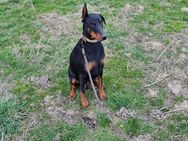 Dobermann Weibchen sucht großes Herz - Krefeld