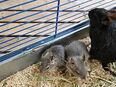 Degu babys weibchen in 12247