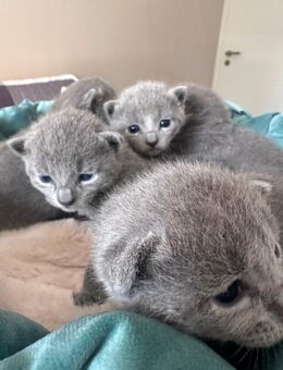 Russisch Blau kitten mit Staummbaum - Diepholz