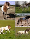 Isi Deckhengst Jakob fra Litlaborg (Isländer, Deckweide) in 24582