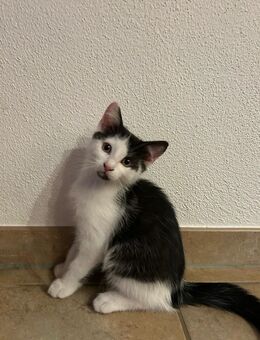 Süßer Kater🐾 - Warngau