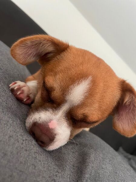 Chihuahua Havaneser Mix Rüde - Ingoldingen