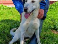 Frida - im Canile - - Bad Vilbel