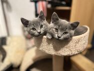 🐾 Zwei wunderschöne BKH-Kitten aus liebevoller Hobbyzucht – abzugeben ab Juni 🐾 - Bischofsmais