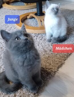 Noch zwei reinrassige BKH. ABGABEBEREIT - Brakel