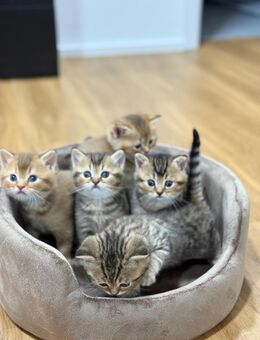 Reinrassige Britisch Kurzhaar Kitten suchen ein liebevolles Zuhause - Bellenberg