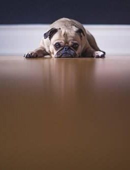 NEU NEU NEU Grosse 3,5 Zi. Wohnung in Grenzach Wyhlen - Grenzach-Wyhlen