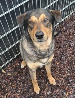 Ari sucht dringend ein neues Zuhause - Laatzen