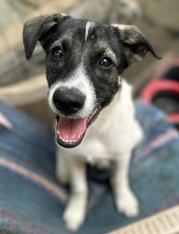 Finn sucht seine Familie - Großefehn