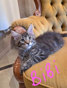 Maine Coon Kitten Mädchen ab sofort zur Abgabe bereit - Droyßig