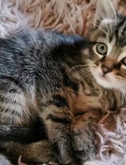 Babykatzen, Maine Coon Mix - Wächtersbach