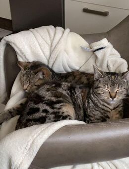 Süße Babykatzen zum abgeben - Paderborn