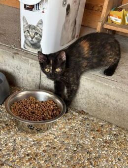 herzliche Merlot sucht DICH! - Walluf