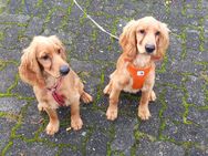 English Cocker Spaniel - Waldbröl