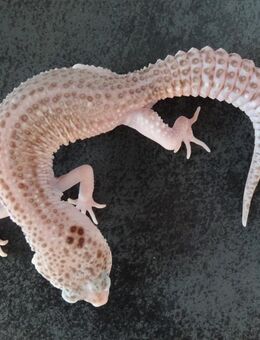 Mack Super Snow Eclipse Tremper Albino Raptor Leopardgecko 2024 Weibchen Männchen - Berlin