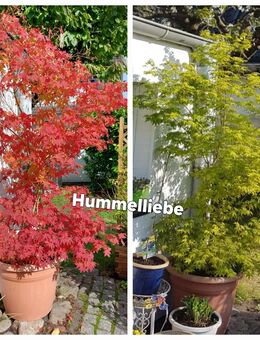 Samen Japanischer Ahorn, viele weitere Sorten - Norderstedt