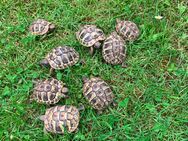Griechische Landschildkröten (Nachzucht) - Merzalben