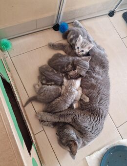 5 Reinrassige BKh kitten 3 Katzen & 2 Kater - Magdala